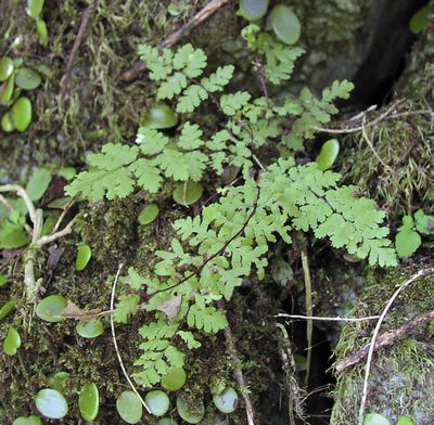 Aleuritopteris chusana@GrKV_